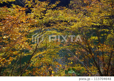 湖畔の紅葉《岐阜県高山市高根乗鞍湖》 113704648