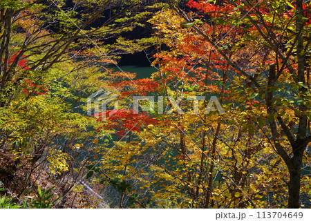 湖畔の紅葉《岐阜県高山市高根乗鞍湖》 113704649