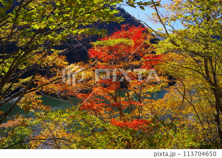 湖畔の紅葉《岐阜県高山市高根乗鞍湖》 113704650