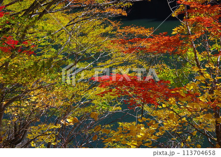 湖畔の紅葉《岐阜県高山市高根乗鞍湖》 113704658
