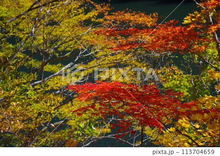 湖畔の紅葉《岐阜県高山市高根乗鞍湖》 113704659