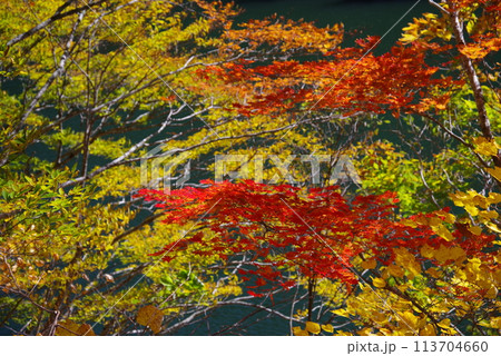 湖畔の紅葉《岐阜県高山市高根乗鞍湖》 113704660