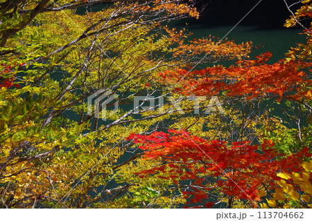 湖畔の紅葉《岐阜県高山市高根乗鞍湖》 113704662