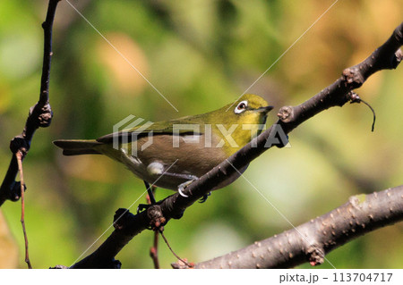 ウグイスと間違われる緑色の綺麗な体と白い眼鏡が特徴の鳥メジロ ウグイスと間違われる緑色の綺麗な体と白い眼鏡が特徴の鳥メジロ 113704717