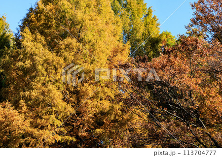 錦のように色づく公園の秋 113704777
