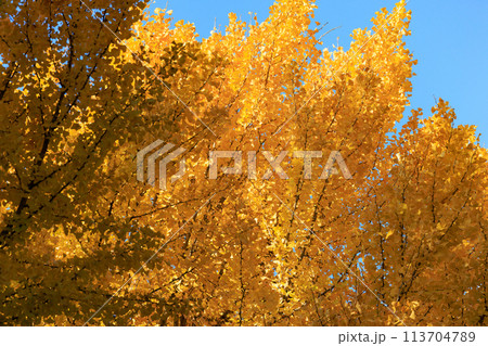 錦のように色づく公園の秋 錦のように色づく公園の秋 113704789