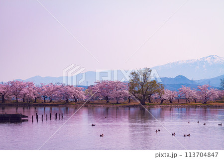 【阿賀野市】瓢湖水きん公園の桜 113704847