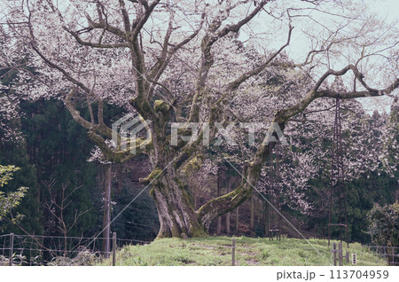 樹齢600年の古桜 113704959