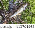 渓流釣り上げたイワナ 113704962