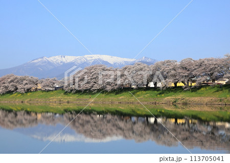 白石川堤一目千本桜の風景 113705041