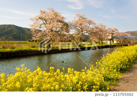 菜の花と桜並木のある風景 113705082