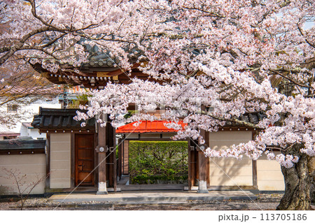 河口湖の春　富士御室浅間神社の桜 113705186