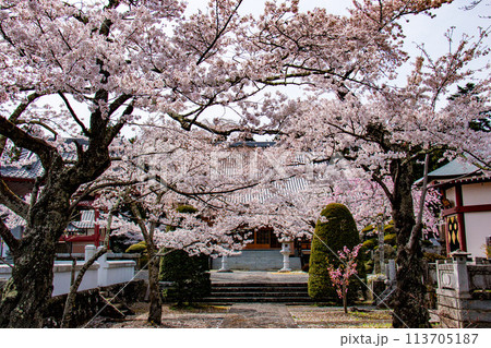 河口湖の春　富士御室浅間神社の桜 113705187