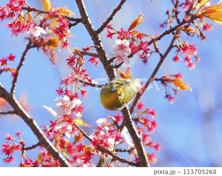 寒桜とメジロ 113705268