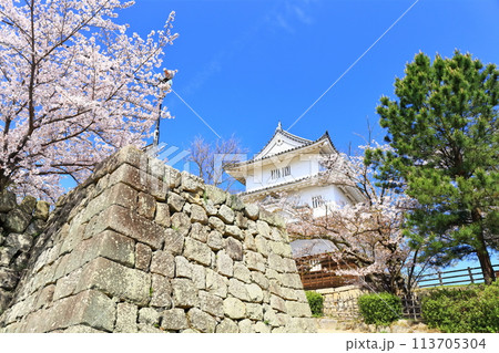 【香川県】桜咲く春の丸亀城（二の丸から見た天守と二の丸に咲く桜） 113705304