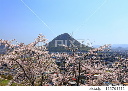 【香川県】桜咲く春の丸亀城より眺める丸亀市の町並みと飯野山(讃岐富士) 【香川県】桜咲く春の丸亀城より眺める丸亀市の町並みと飯野山(讃岐富士) 113705311