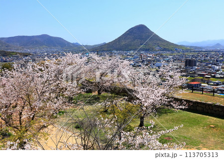 【香川県】桜咲く春の丸亀城より眺める丸亀市の町並みと飯野山（讃岐富士） 113705313