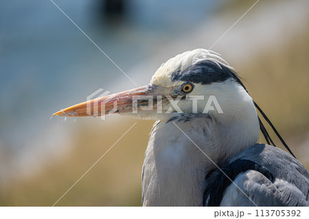 鴨川のアオサギ 鴨川のアオサギ 113705392