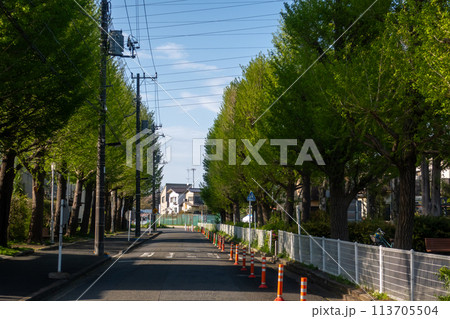 新緑が美しいイチョウ並木 113705504