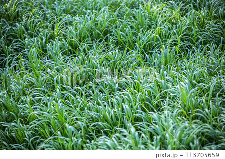 Fresh green summer grass background 113705659