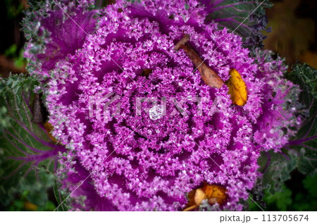 decorative cabbage with dew on it 113705674