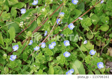 緑の葉っぱの中に青色の花びらのオオイヌノフグリが咲く風景 113706161