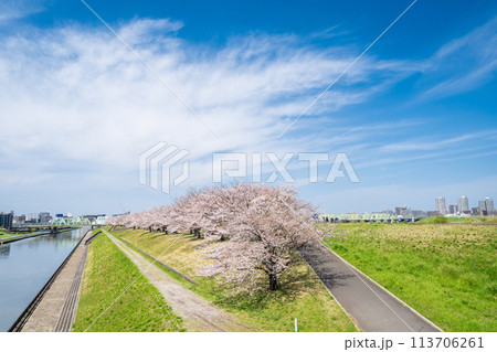 「東京都」荒川赤羽桜堤緑地の桜並木 113706261