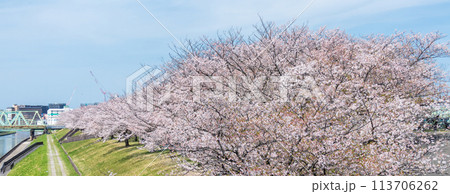 「東京都」荒川赤羽桜堤緑地の桜並木 113706262