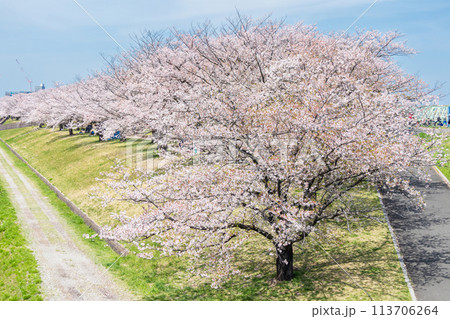 「東京都」荒川赤羽桜堤緑地の桜並木 「東京都」荒川赤羽桜堤緑地の桜並木 113706264