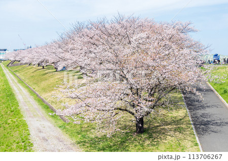 「東京都」荒川赤羽桜堤緑地の桜並木 「東京都」荒川赤羽桜堤緑地の桜並木 113706267