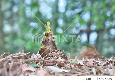 タケノコ タケノコ 113706289