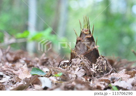 タケノコ タケノコ 113706290