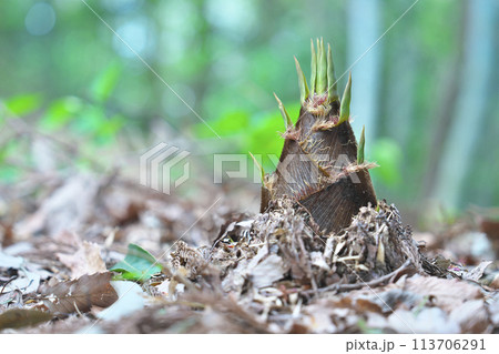 タケノコ タケノコ 113706291