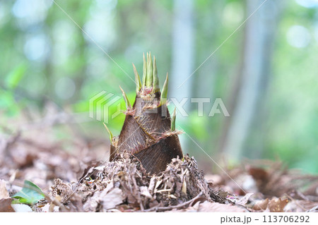 タケノコ タケノコ 113706292