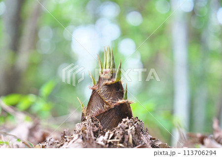 タケノコ タケノコ 113706294