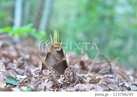 タケノコ タケノコ 113706295