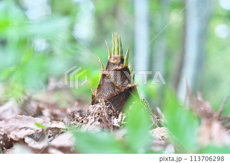 タケノコ タケノコ 113706298