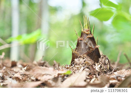 タケノコ タケノコ 113706301