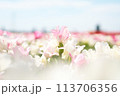 白いふんわりとした雰囲気に咲く白いチューリップ 113706356