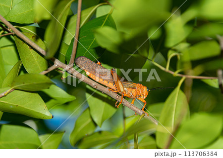 Locust in a caribbean rain forest 113706384