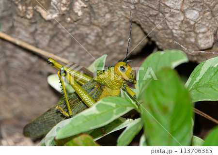 Locust in a caribbean rain forest 113706385