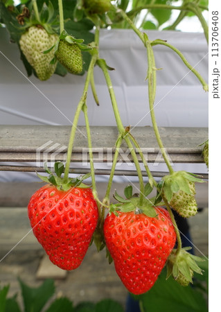いちご狩り　実ったいちご 113706408