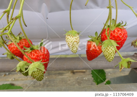 いちご狩り　実ったいちご 113706409