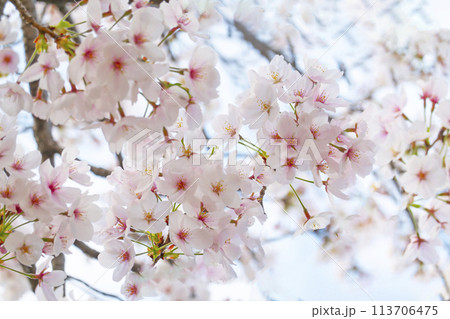 満開の桜 満開の桜 113706475
