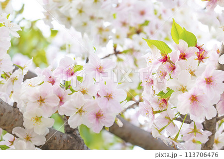 満開の桜 113706476