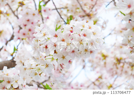 満開の桜 満開の桜 113706477