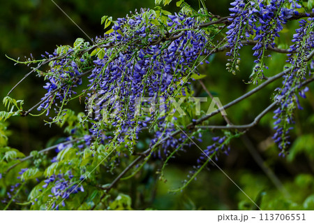 マメ科の蔓性植物フジの開花 113706551