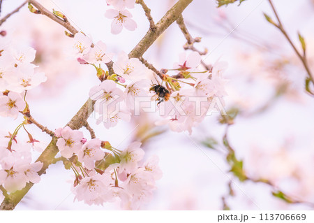 蜜を求めて桜に飛来するマルハナバチ 蜜を求めて桜に飛来するマルハナバチ 113706669