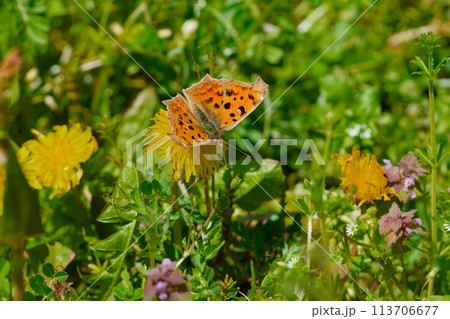 越冬蝶タテハチョウ科キタテハ♀の吸蜜 113706677