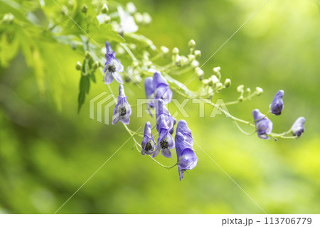 エゾトリカブト 札幌市 エゾトリカブト 札幌市 113706779